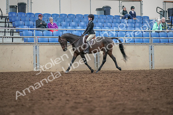 2019 Morgan Horse Show - Aug 30, 2019 - 20299