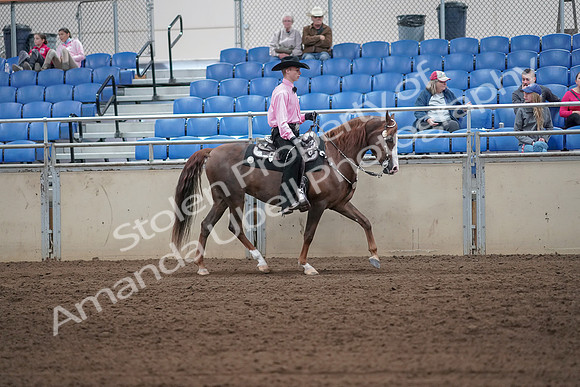 2019 Morgan Horse Show - Sept 01, 2019 - 07156