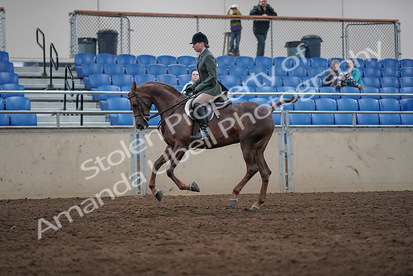 2019 Morgan Horse Show - Sept 01, 2019 - 08754