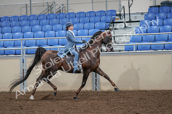 2020 - AB Morgan Horse - Fri, Sept 04 - 05200