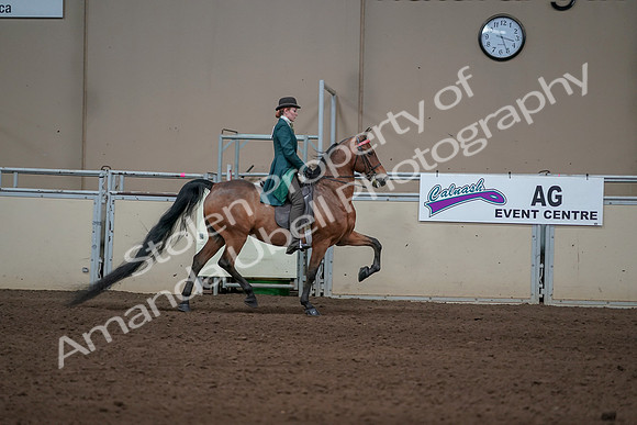 2019 Morgan Horse Show - Sept 01, 2019 - 13328