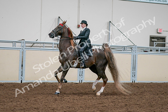 2020 - AB Morgan Horse - Sat, Sept 05 - 13114