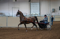 2020 - AB Morgan Horse - Fri, Sept 04 - 01045