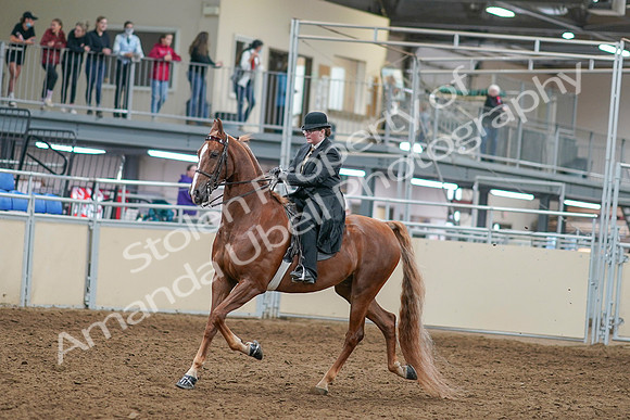 2020 - AB Morgan Horse - Sat, Sept 05 - 07970