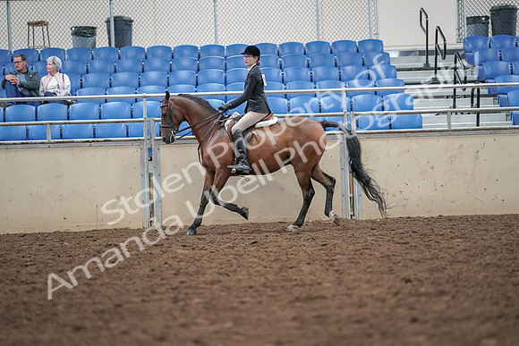2019 Morgan Horse Show - Aug 30, 2019 - 20163