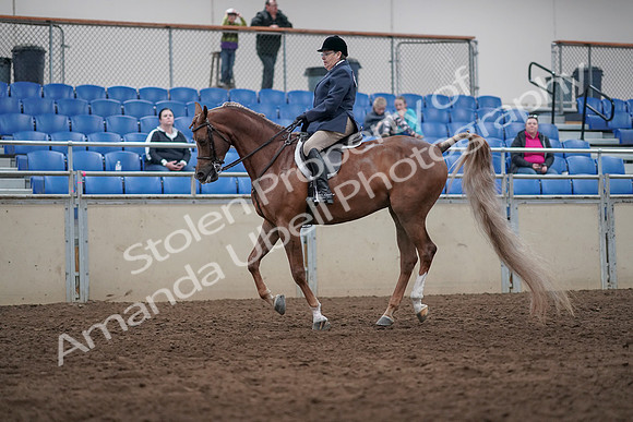 2019 Morgan Horse Show - Sept 01, 2019 - 08736