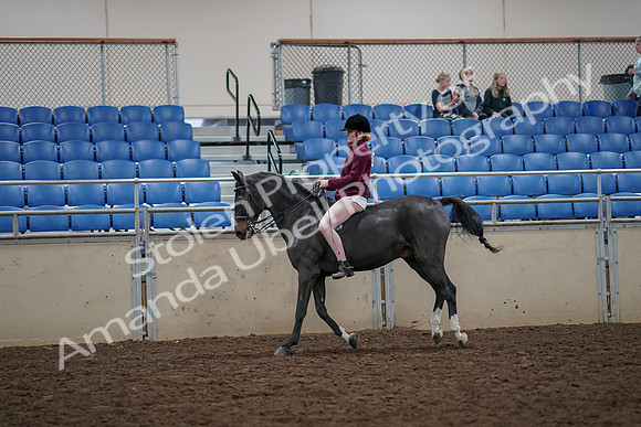 2019 Morgan Horse Show - Aug 30, 2019 - 31306