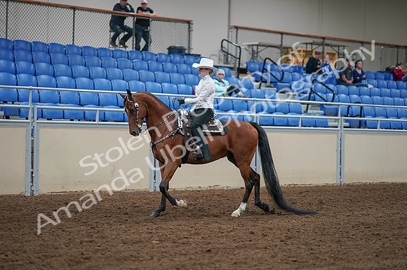 2020 - AB Morgan Horse - Fri, Sept 04 - 03479