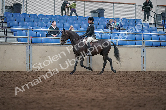 2019 Morgan Horse Show - Sept 01, 2019 - 09006