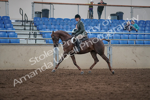 2019 Morgan Horse Show - Sept 01, 2019 - 08625