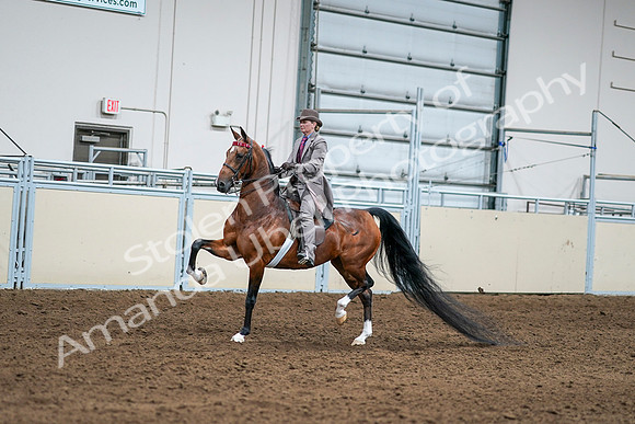 2020 - AB Morgan Horse - Sat, Sept 05 - 12087
