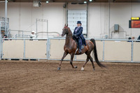 2020 - AB Morgan Horse - Fri, Sept 04 - 07861