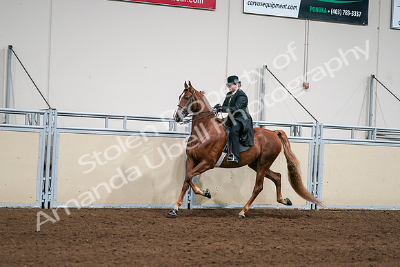 2020 - AB Morgan Horse - Sat, Sept 05 - 08036