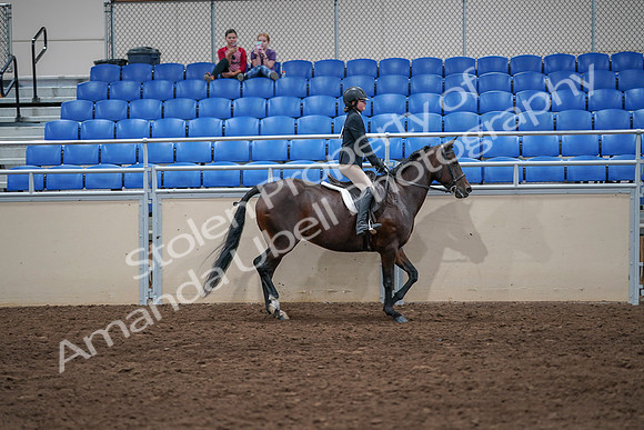 2020 - AB Morgan Horse - Sat, Sept 05 - 05129