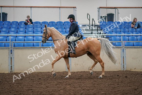 2019 Morgan Horse Show - Aug 30, 2019 - 16239