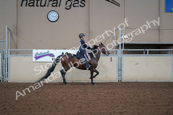 2019 Morgan Horse Show - Aug 30, 2019 - 17961