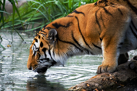 Big Cats - 003