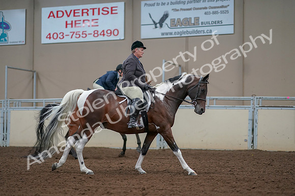 2019 Morgan Horse Show - Aug 30, 2019 - 16447