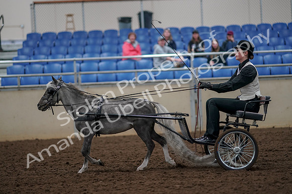 2019 Morgan Horse Show - Aug 30, 2019 - 13291