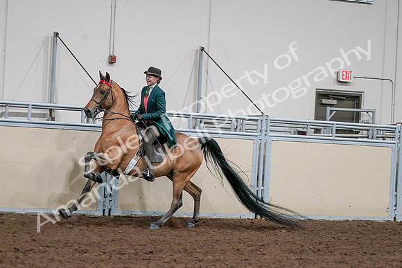 2020 - AB Morgan Horse - Sat, Sept 05 - 13793