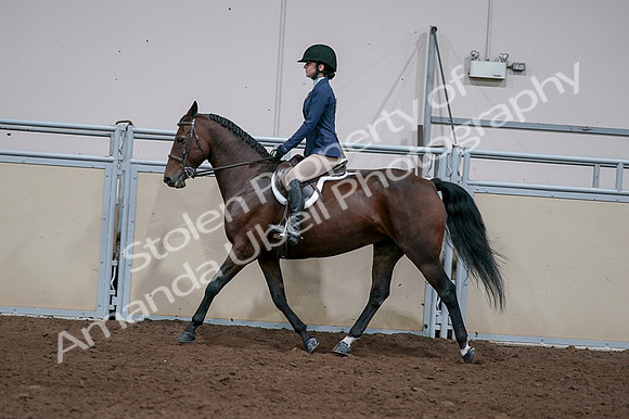 2020 - AB Morgan Horse - Fri, Sept 04 - 05929