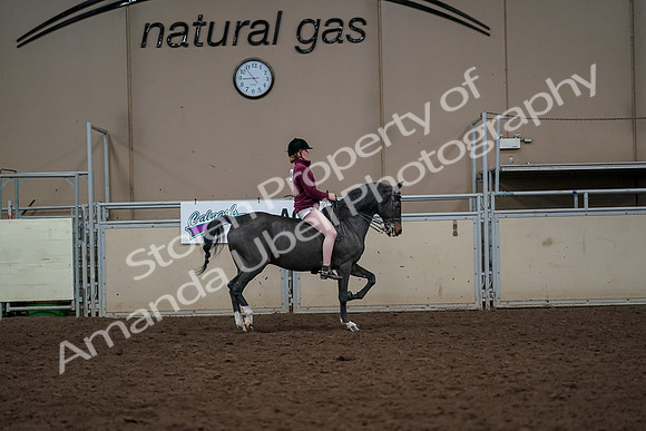 2019 Morgan Horse Show - Aug 30, 2019 - 31442