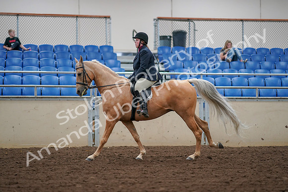 2019 Morgan Horse Show - Aug 30, 2019 - 16399