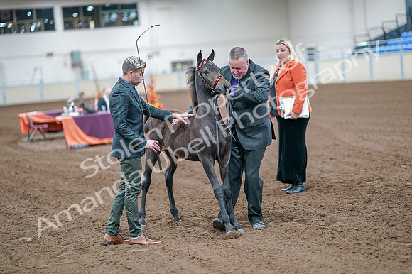 2020 - AB Morgan Horse - Fri, Sept 04 - 06200
