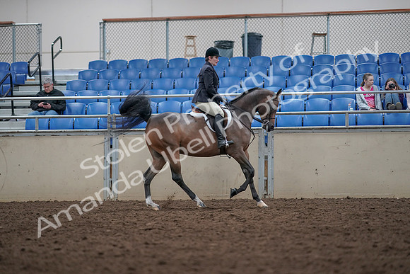 2019 Morgan Horse Show - Aug 31, 2019 - 16088