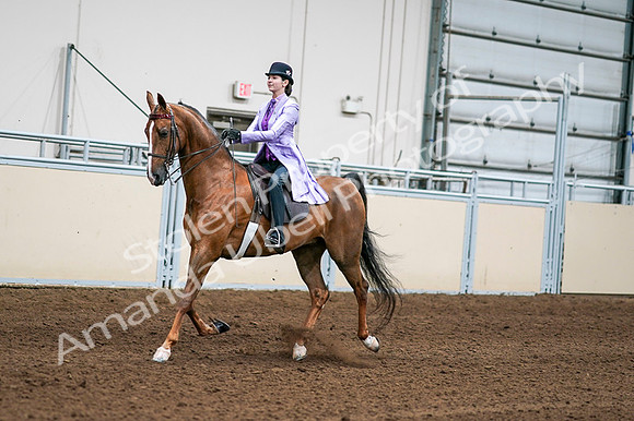 2020 - AB Morgan Horse - Fri, Sept 04 - 04908