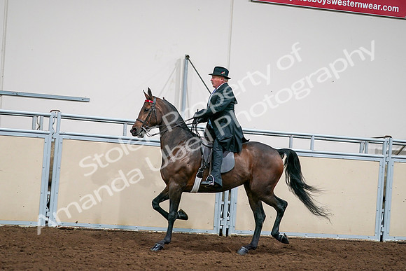 2020 - AB Morgan Horse - Sat, Sept 05 - 08132