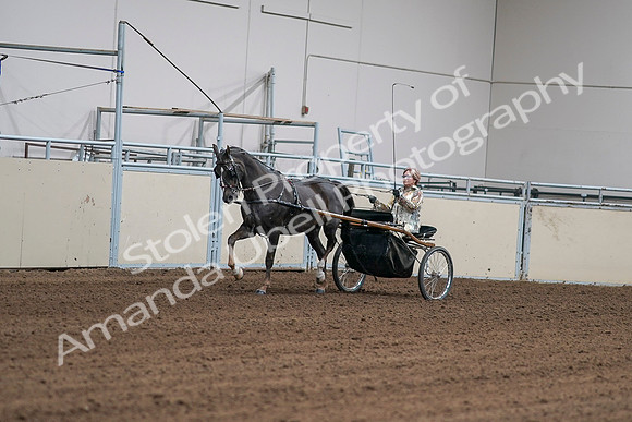 2020 - AB Morgan Horse - Sat, Sept 05 - 05859