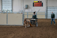 2020 - AB Morgan Horse - Fri, Sept 04 - 01051