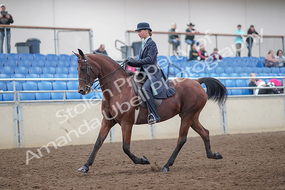 2019 Morgan Horse Show - Aug 31, 2019 - 08491