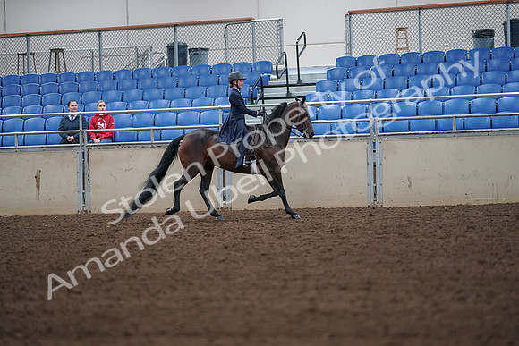 2019 Morgan Horse Show - Aug 30, 2019 - 18029