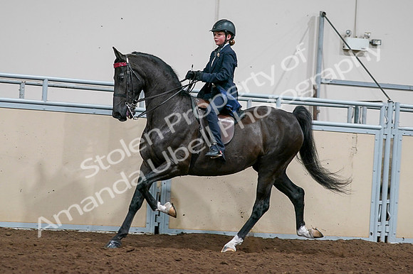 2020 - AB Morgan Horse - Fri, Sept 04 - 03235
