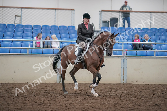 2019 Morgan Horse Show - Aug 31, 2019 - 16199