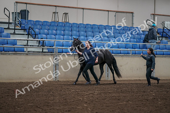 2019 Morgan Horse Show - Aug 31, 2019 - 00500