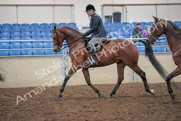 2019 Morgan Horse Show - Aug 30, 2019 - 20112