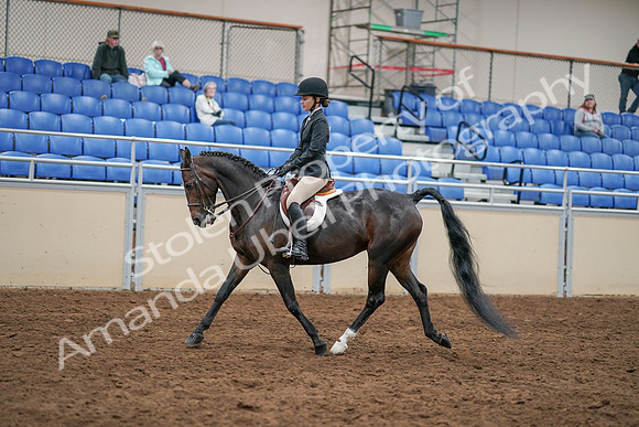 2020 - AB Morgan Horse - Sat, Sept 05 - 14285