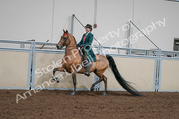 2020 - AB Morgan Horse - Sat, Sept 05 - 13678