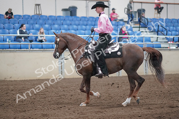 2019 Morgan Horse Show - Sept 01, 2019 - 07000