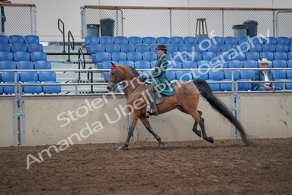 2019 Morgan Horse Show - Sept 01, 2019 - 13273