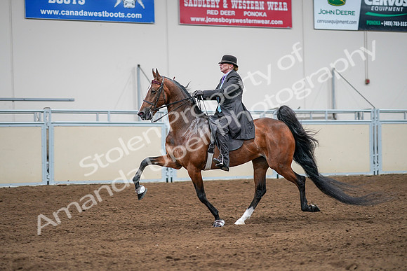 2020 - AB Morgan Horse - Sat, Sept 05 - 13184