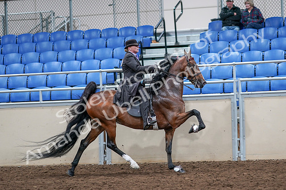 2020 - AB Morgan Horse - Sat, Sept 05 - 13234