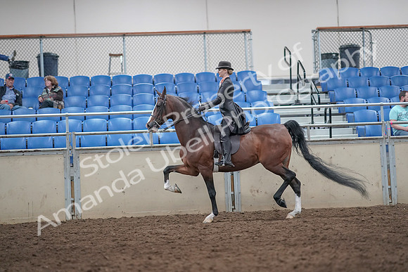 2019 Morgan Horse Show - Aug 31, 2019 - 08707
