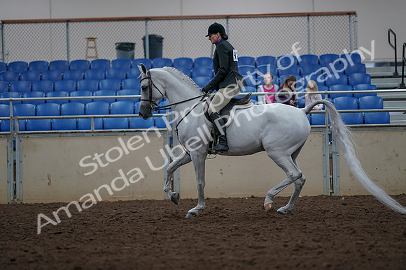 2019 Morgan Horse Show - Aug 31, 2019 - 15910