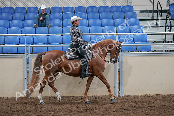2020 - AB Morgan Horse - Sun, Sept 06 - 07553