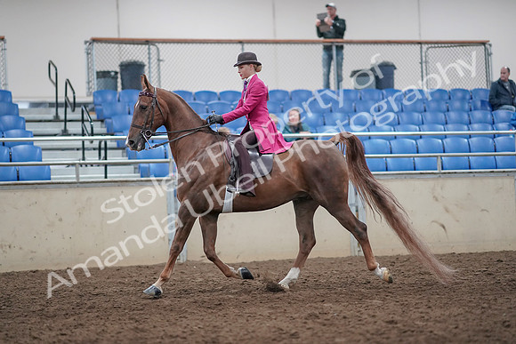 2019 Morgan Horse Show - Aug 31, 2019 - 08623