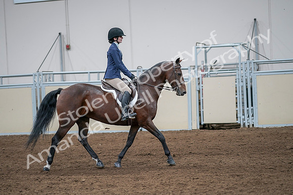 2020 - AB Morgan Horse - Fri, Sept 04 - 05991